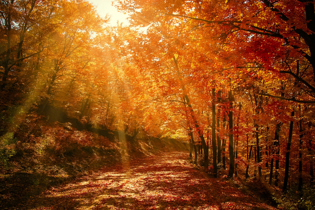 Herbst